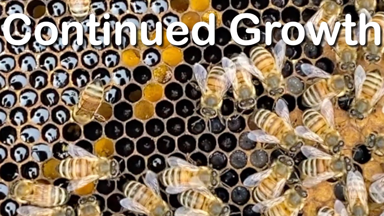 Brood Nest Growing | Hive 9 | 3rd Inspection