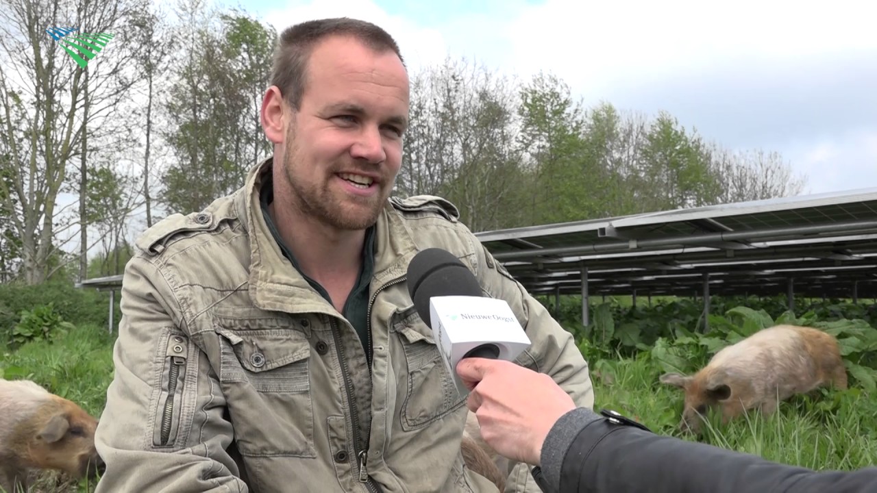 Varkens als natuurlijke grasmaaiers