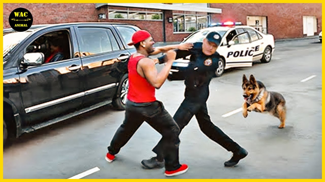 50 Hero Animals That Saved Human Lives #11 | Best moment of 2024!