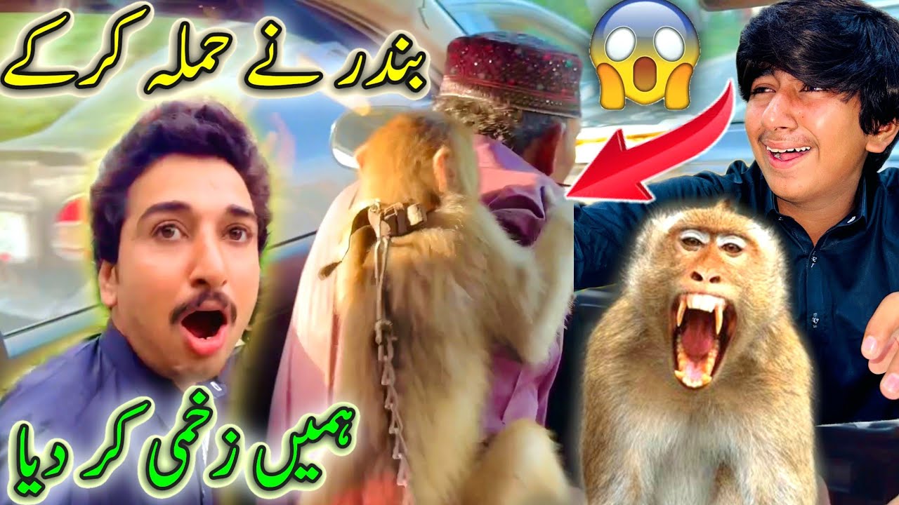 Bandar Nay Hamla Kar K Hamin Zakhmi Kar Dia 😟 Angry Monkey 🐒 🙈