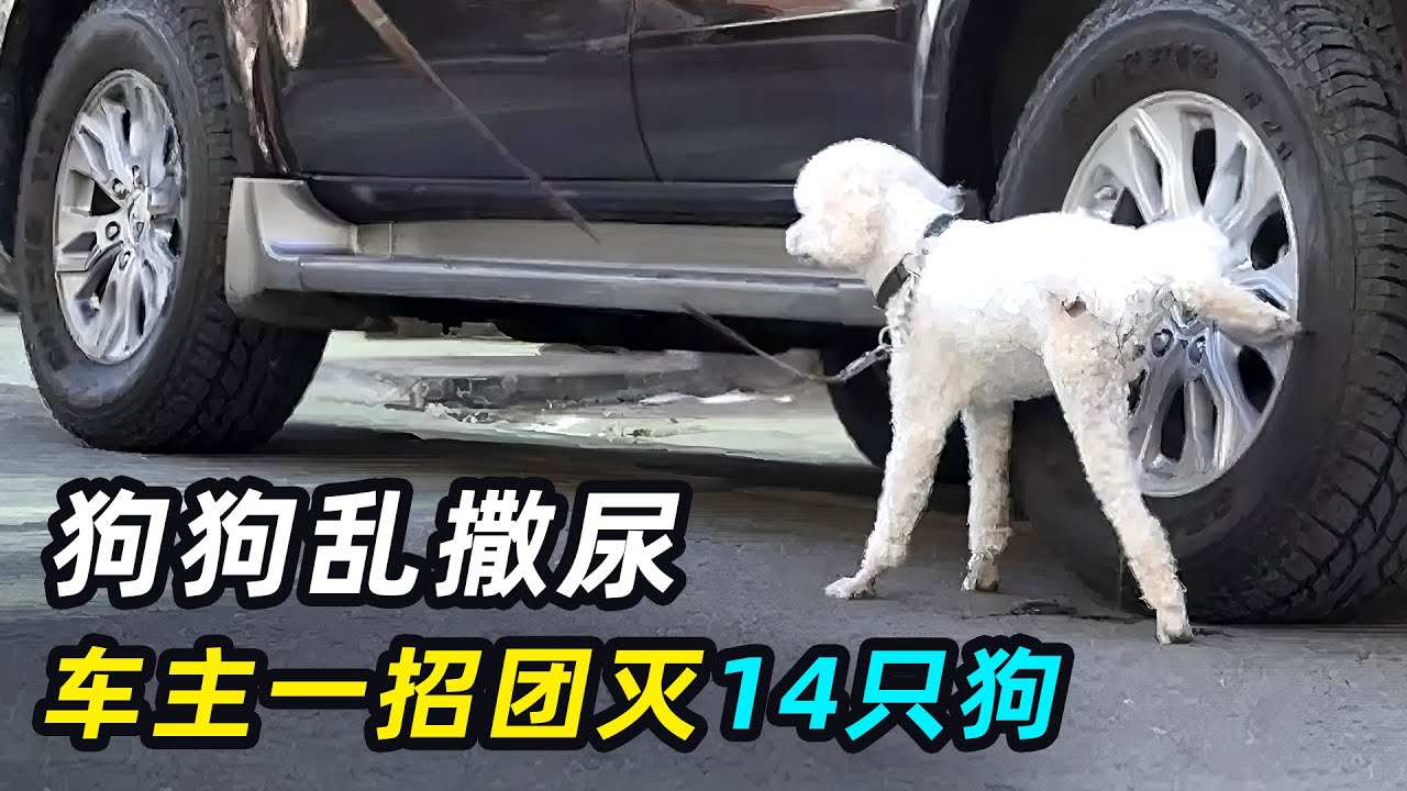 遛狗专挑汽车轮胎尿，车主发飙一招团灭14只狗