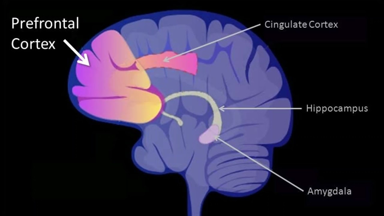 983 Hz : Prefrontal cortex (RIFE Healing Frequency)