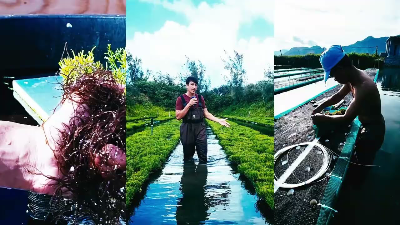 Halophilic Marine Agriculture: Growing vegetables in seawater