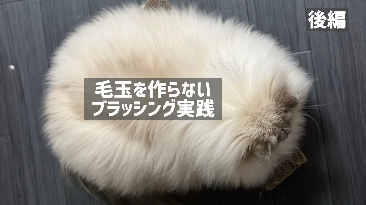 爆毛なのに毛玉ができないブラッシング【後編】
