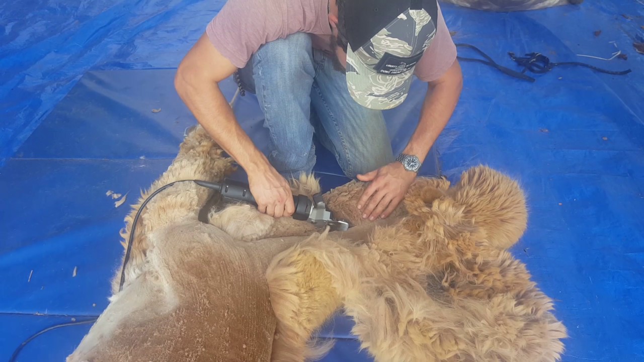 Alpaca shearing at Pacabella