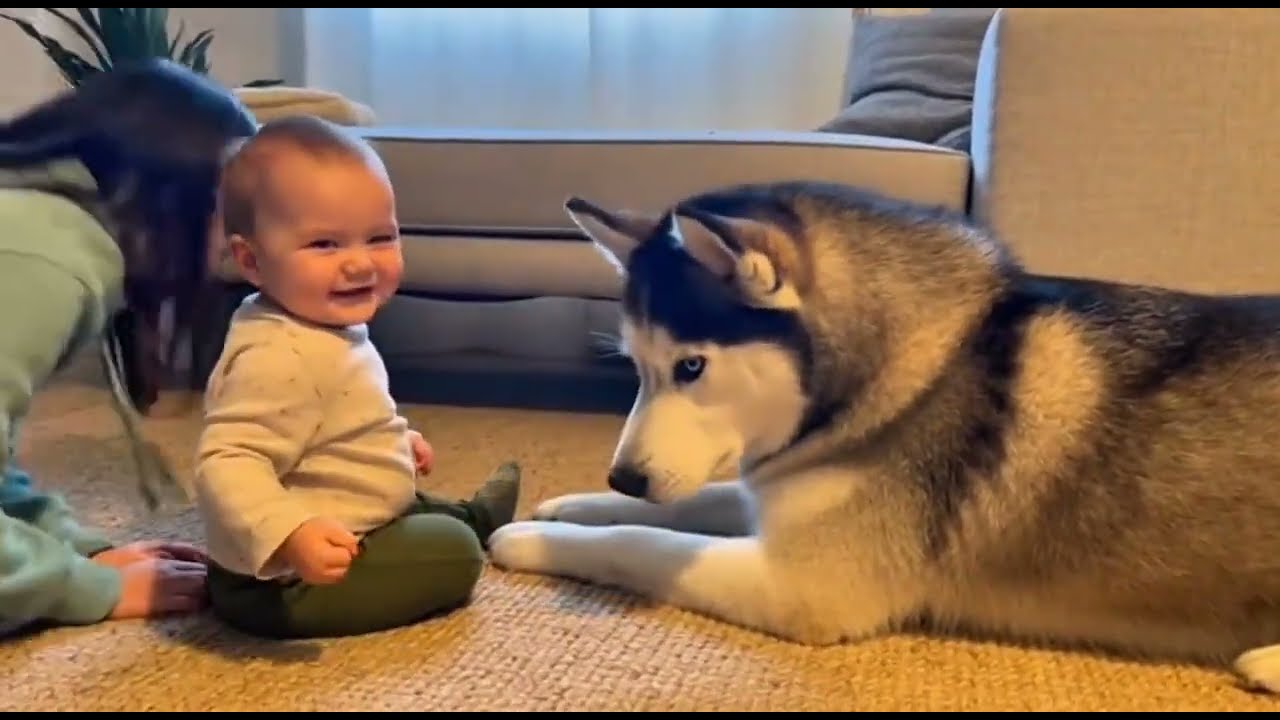 Pure Happiness: Cutest Baby & Sheepdog Heartwarming Moments | Try Not To Smile 😂🐶❤️