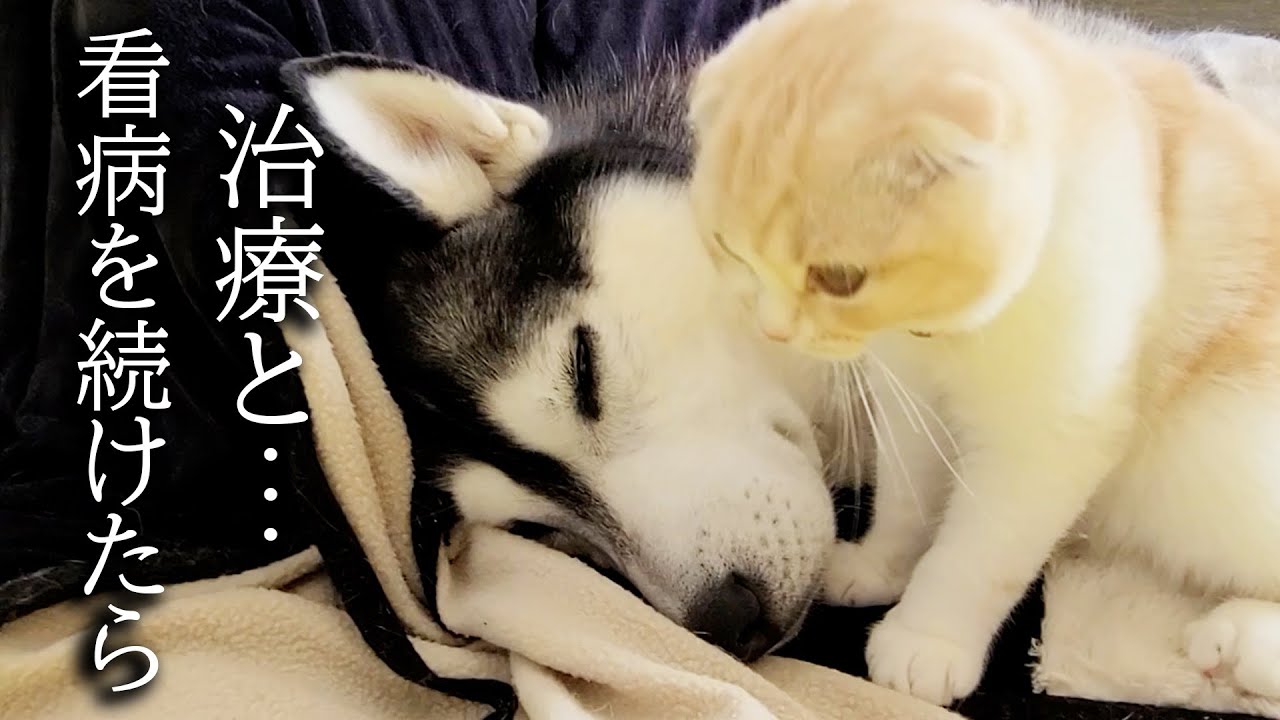 猫が毎日ハゲた犬の治療と看病を続けた結果