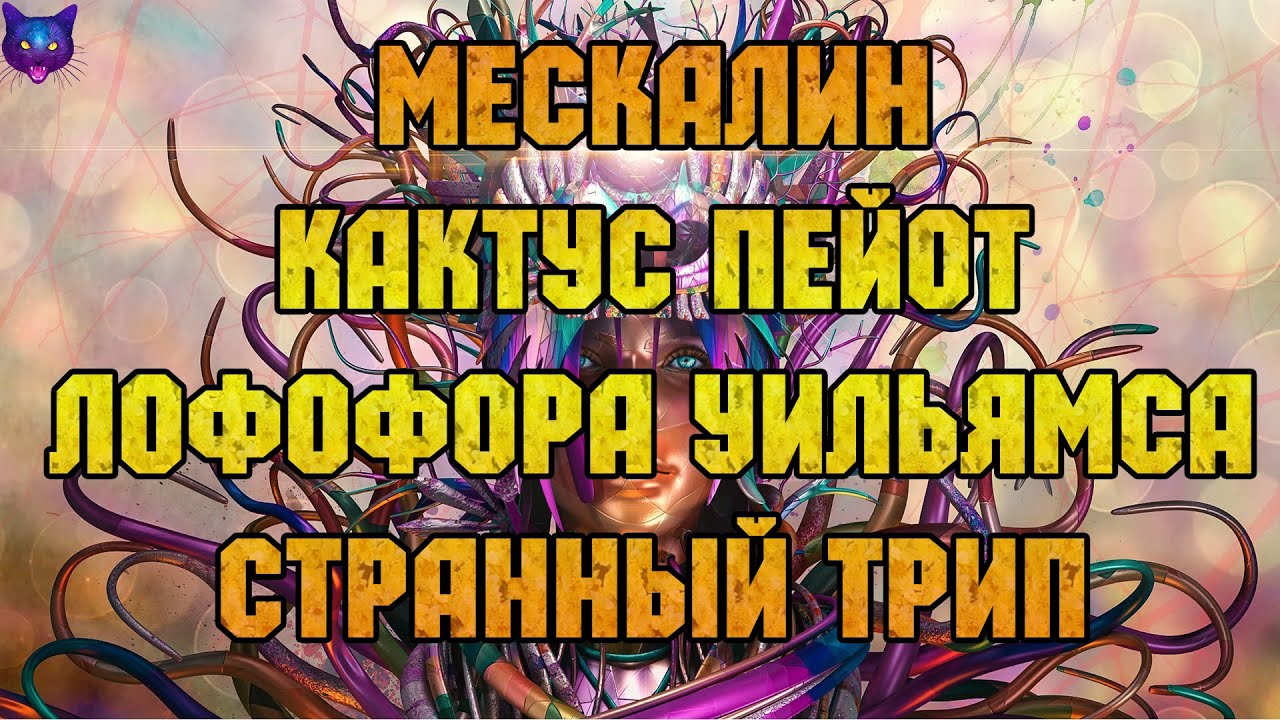 Мескалин  Кровь Кактуса Искажающая Время