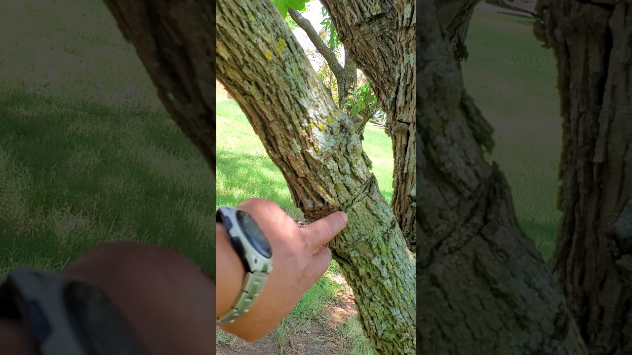 枣树种植漫聊：适合北德州夏季干热气候。枣子甜度高。环割憋枣。