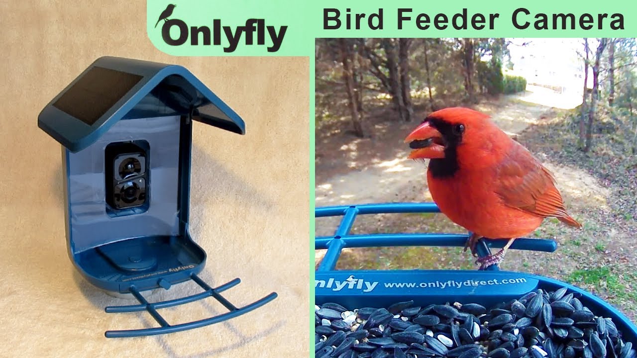 Onlyfly Bird Feeder with Camera NEW! Squirrel Proof Pole Design #BIRDS
