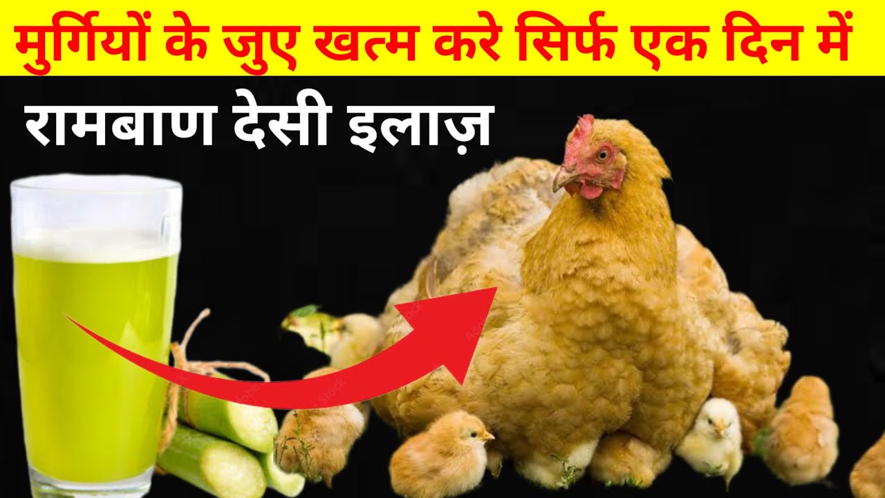 मुर्गियो के जुए और पिस्सू ख़त्म करे सिर्फ एक दिन में|Murgi Palan|Desi Poultaru Farming|Chicken Care|