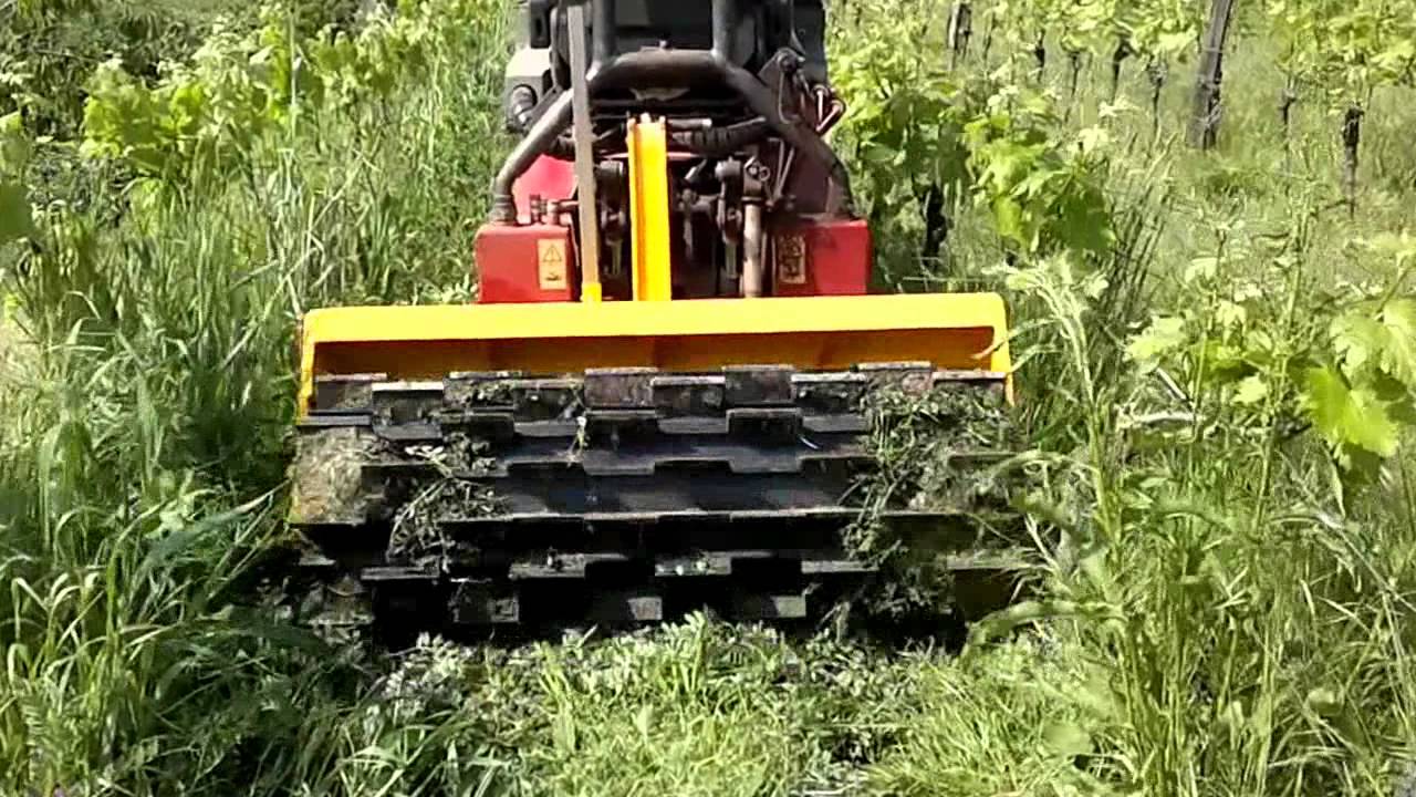 In vigna i primi di Maggio: scacchiatura e sovescio
