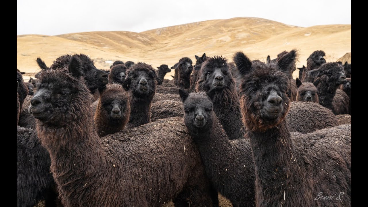Macusani, Cuna de la alpaca peruana.