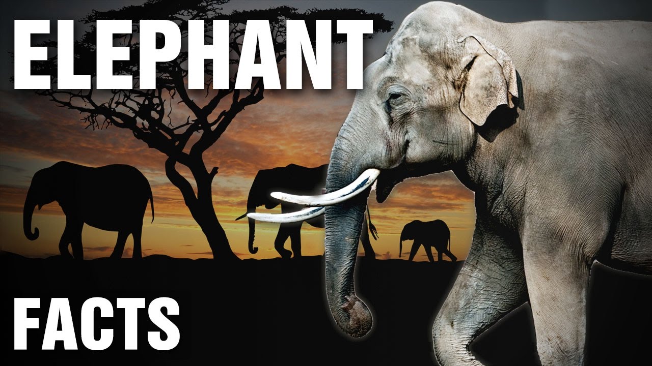 Everything You Need To Know About Elephants