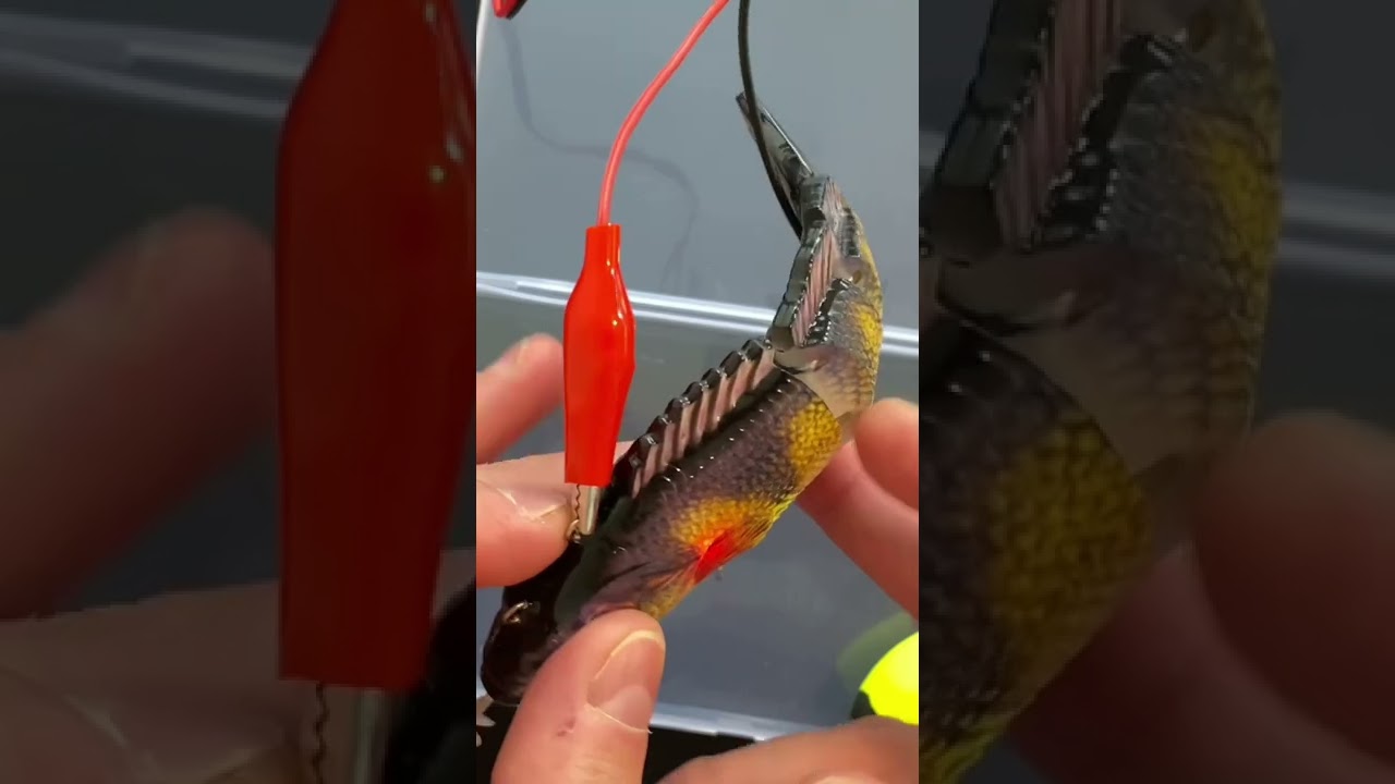 Electric Robotic fishing lure testing in water