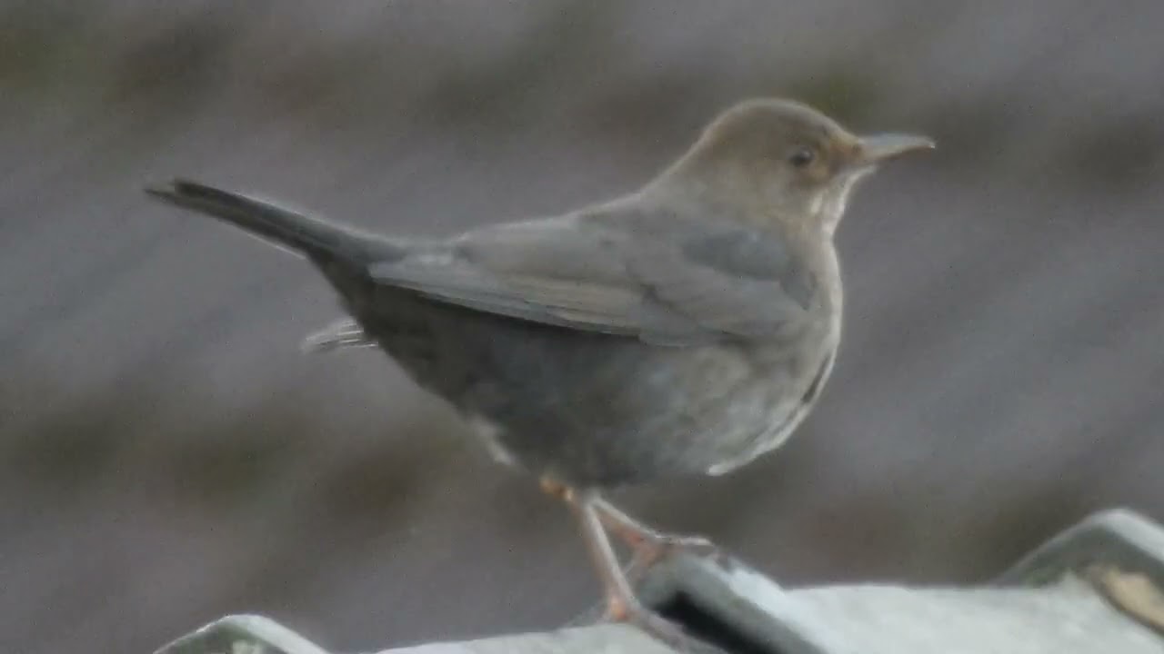 Wild birds in my Garden. Feed the birds UK 07 01 26