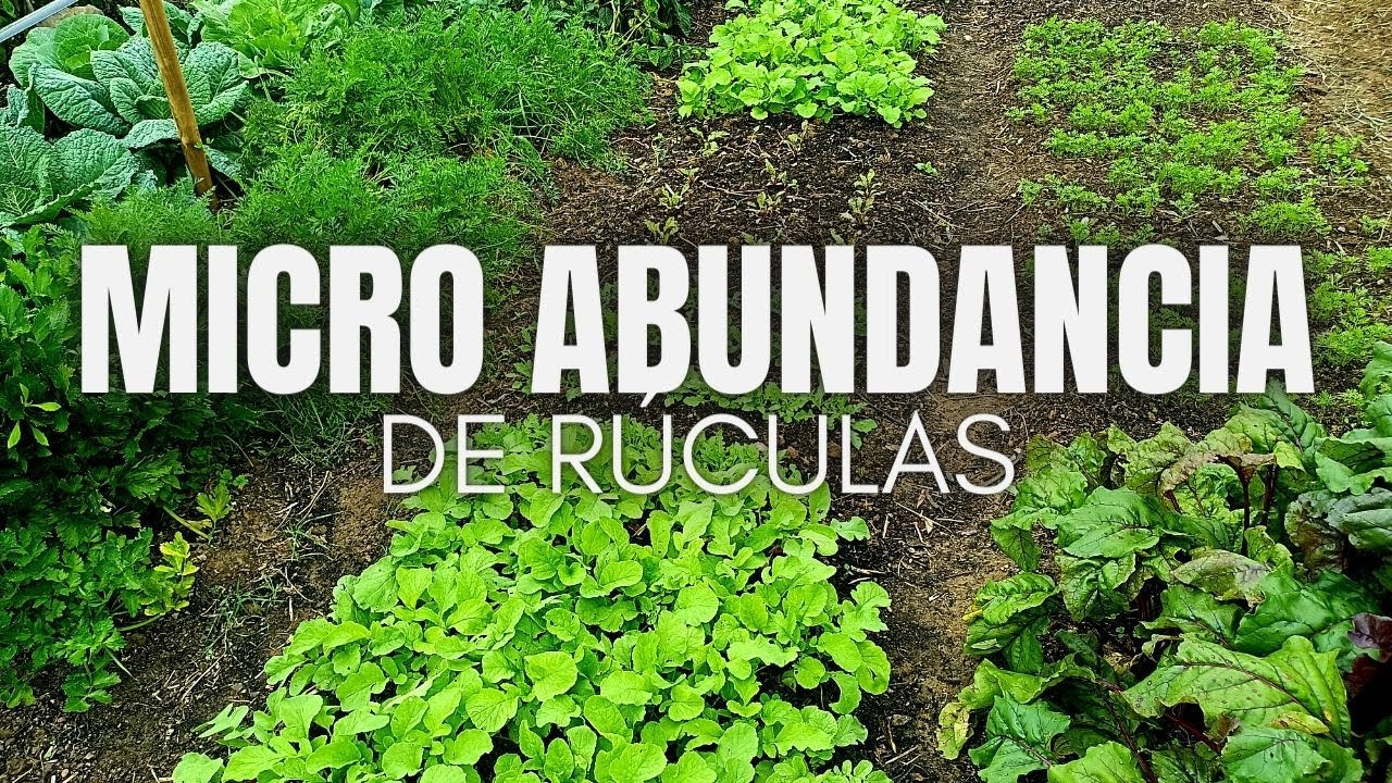 Micro abundancia de rúculas