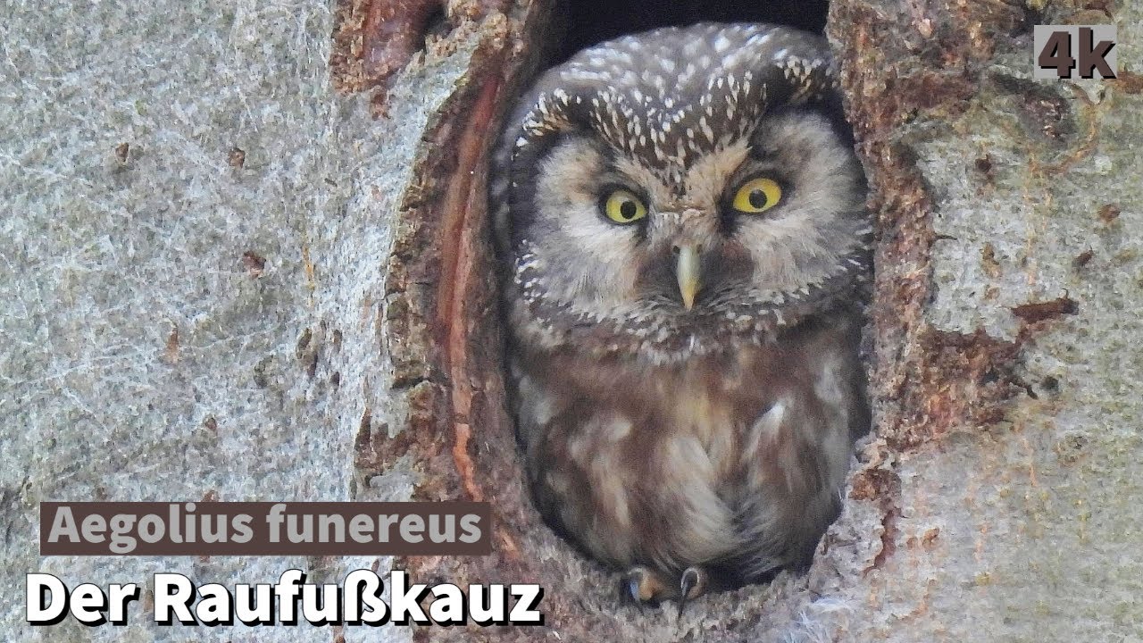 Raufußkauz | Boreal owl | Aegolius funereus