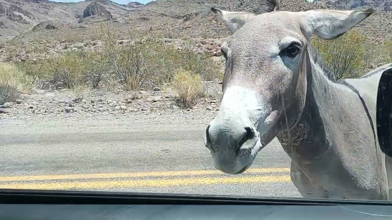 Burro-cade on Rt. 66