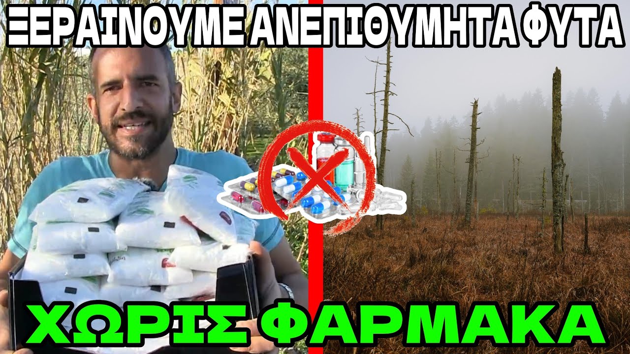 Πώς ΞΕΡΑΙΝΟΥΜΕ ΦΥΤΑ ή Ανεπιθύμητα Δέντρα, Καλαμιές ή Συκιές, Οικολογικά Χωρίς Φάρμακα ή Δηλητήρια!