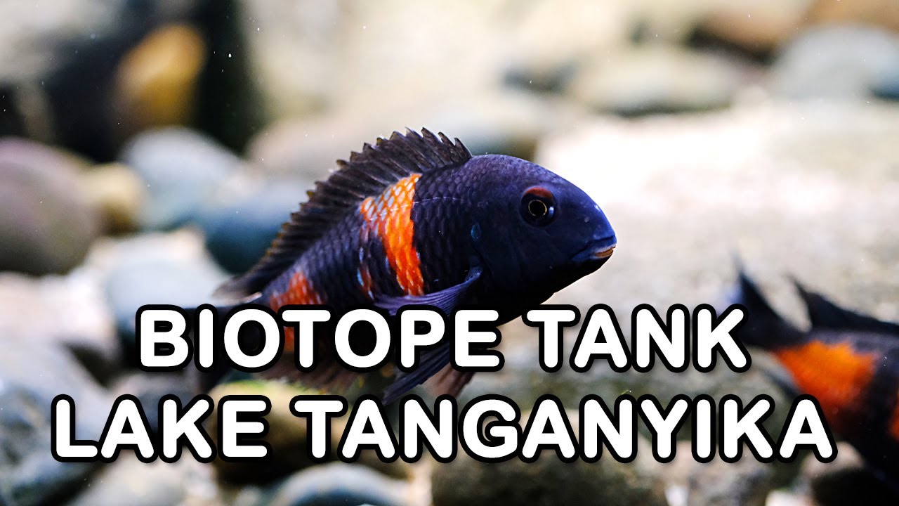 Biotope LakeTanganyika (HD)