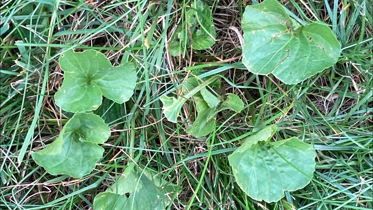 Wild violets control