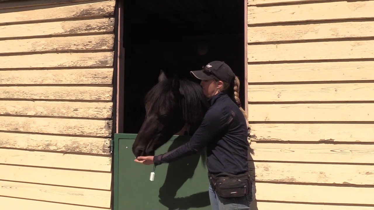 Inky 1 - Introducing a highly food motivated pony to clicker training