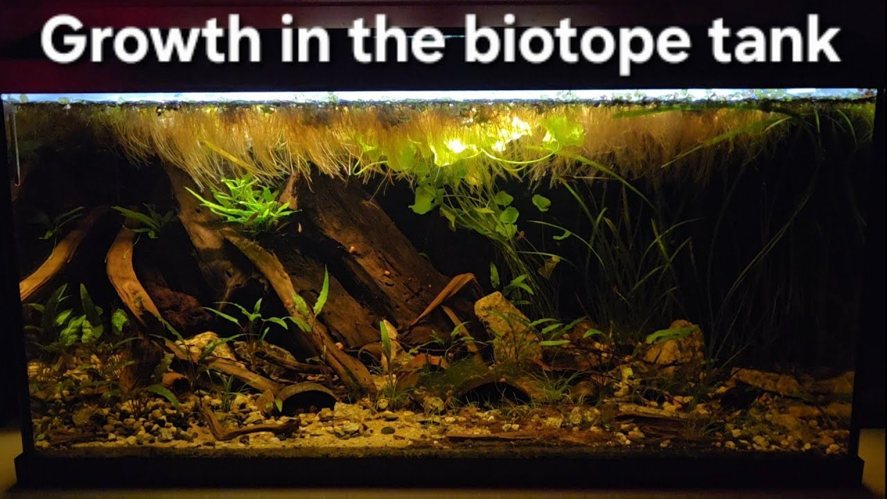 Growth in my South East Asian biotope aquarium