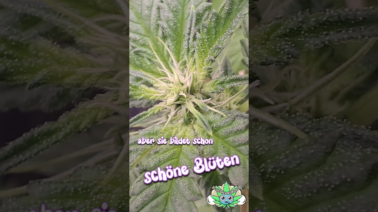 Frozen Face Auto | Fat Banana Kush #420 #cannabiseducation #cannabisdaily #autoflower #photoperiodic