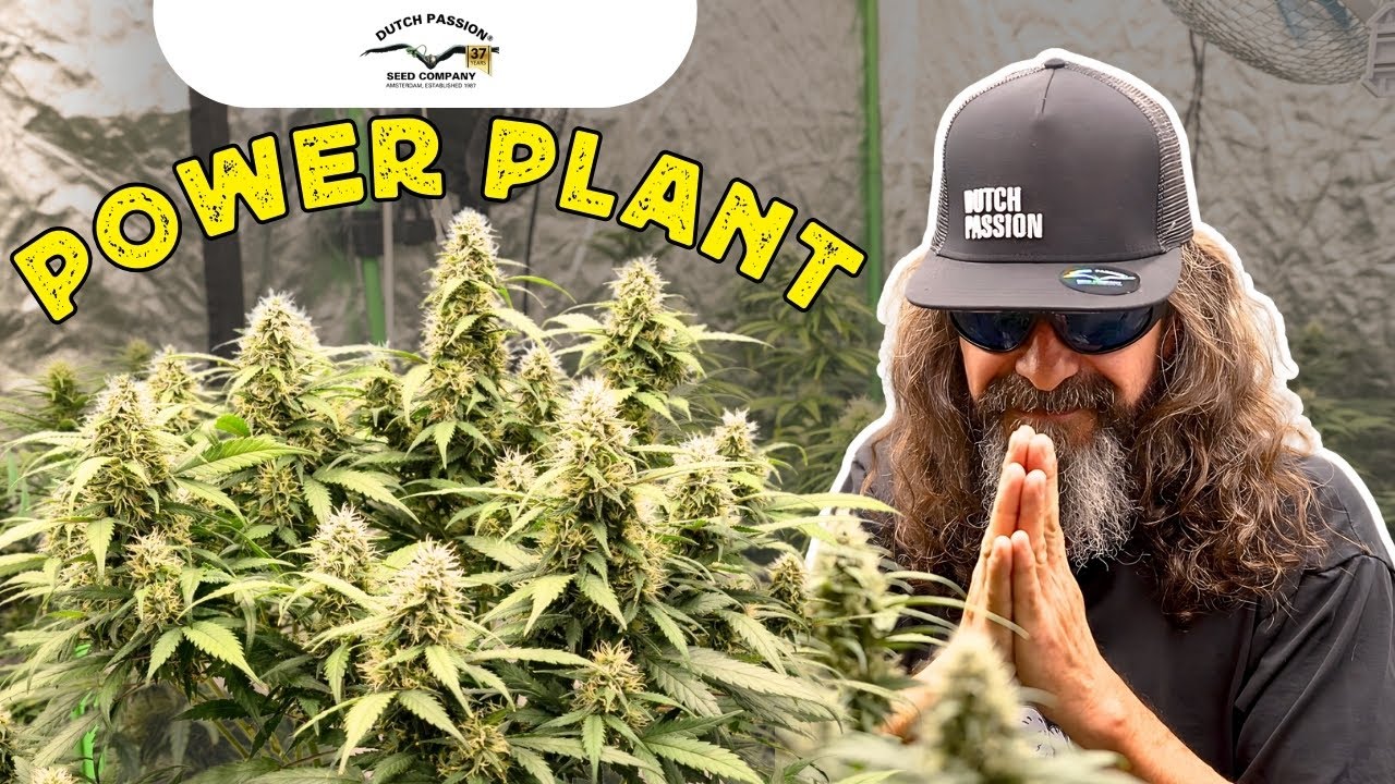 POWER PLANT - EN INDOOR | SEMANA 4