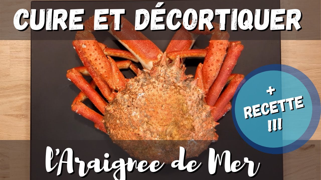 Cuire - Décortiquer - Cuisiner l'Araignée de mer