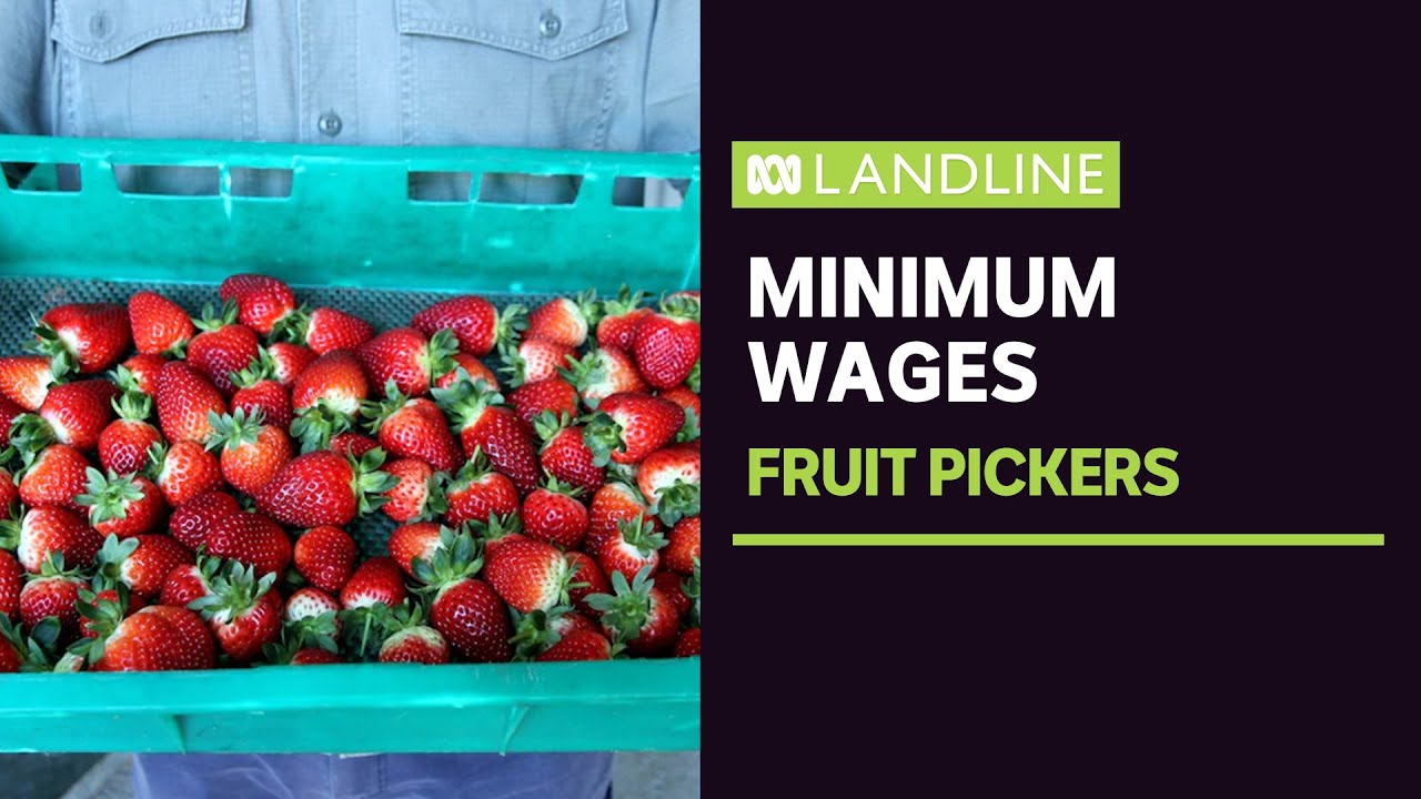 Radical shake-up of wages for fruit and vegetable pickers | Landline | ABC News