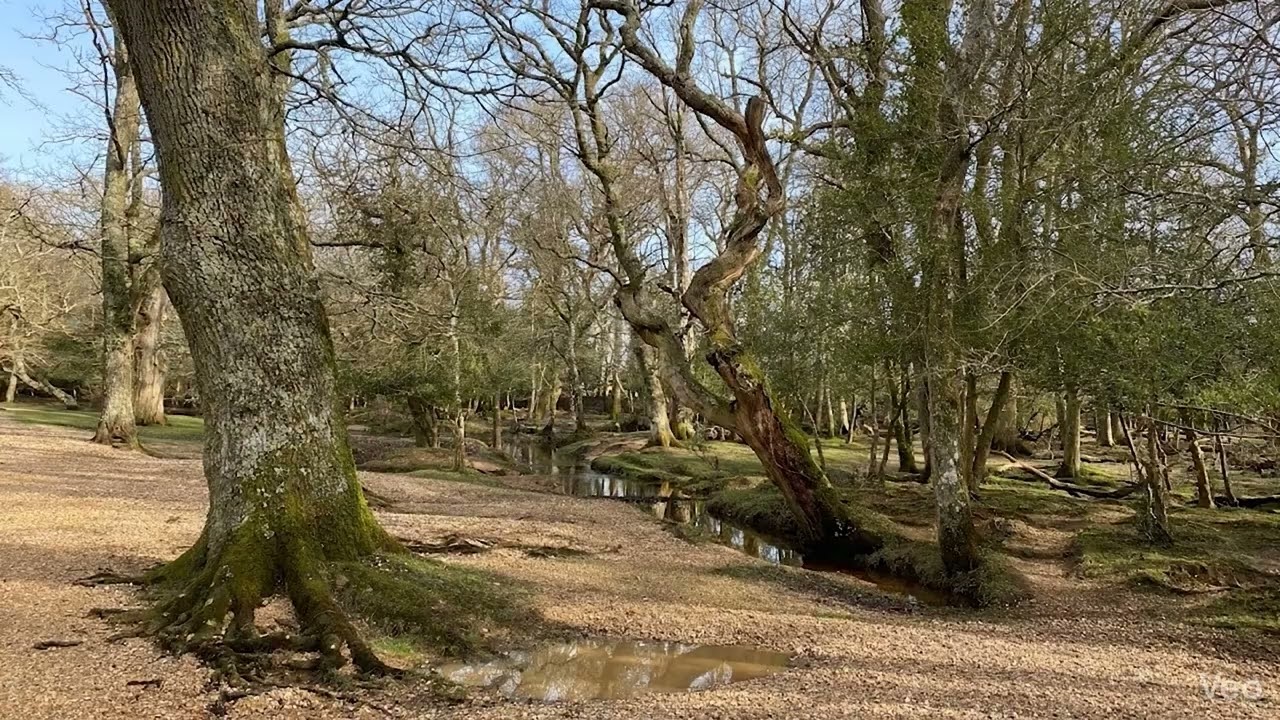 New Forest Ambience 🍃 Nature | Sleep & Relax
