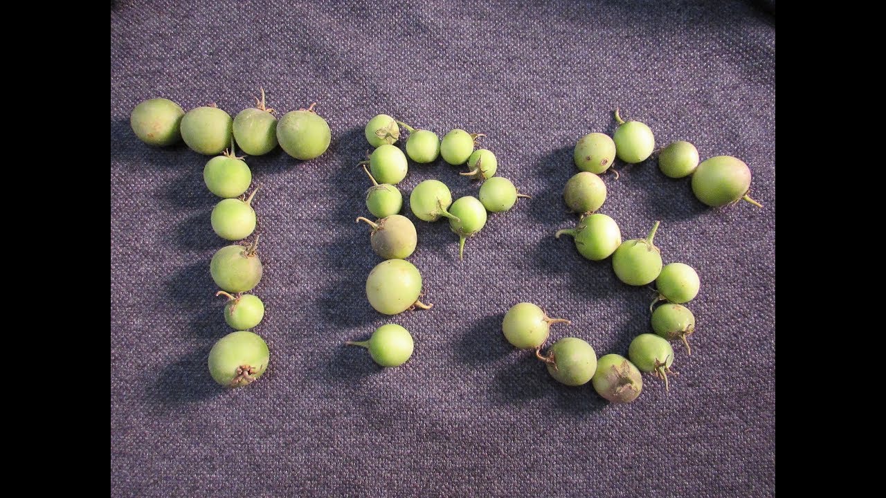 Saving True Potato Seed- Small Batch Method