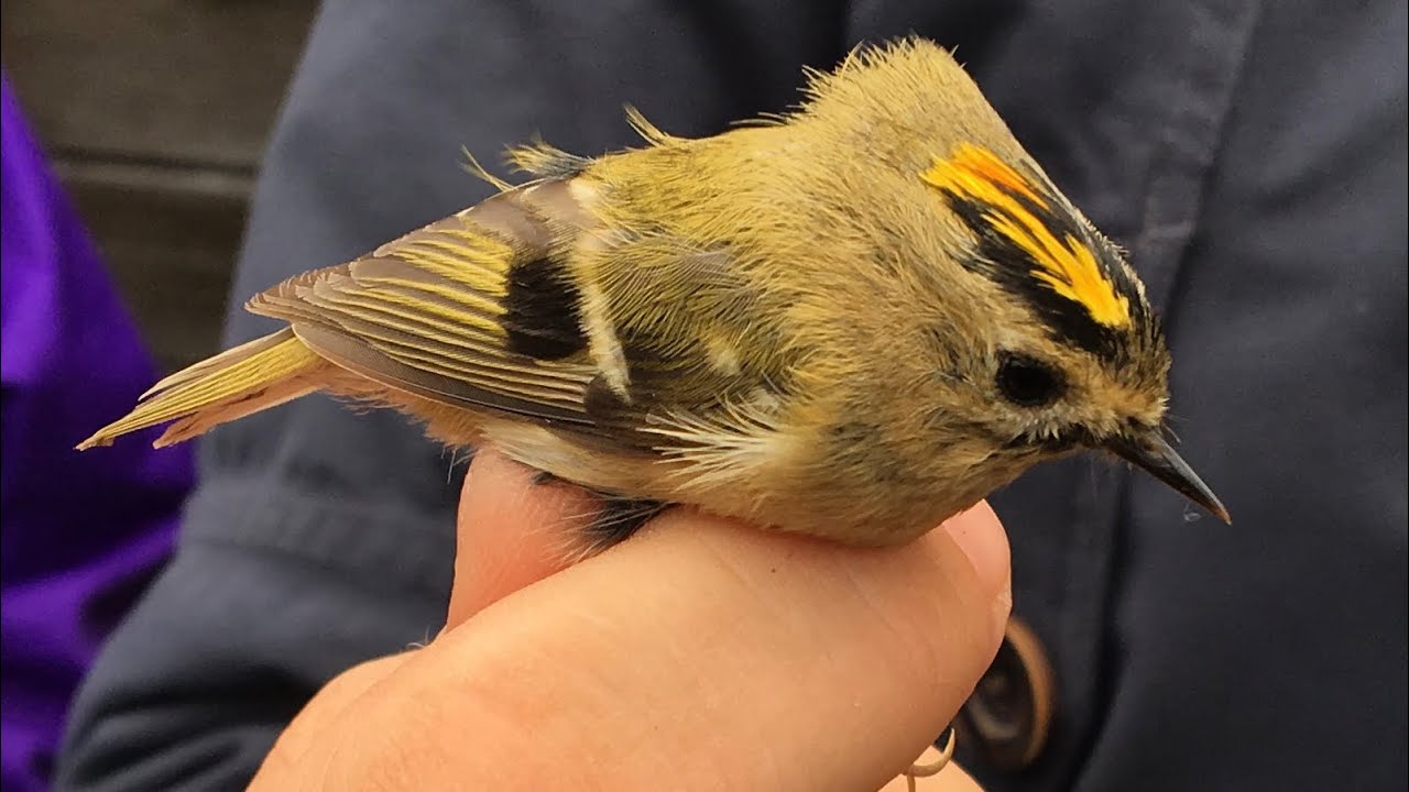Anillando aves en Utsira (Noruega)