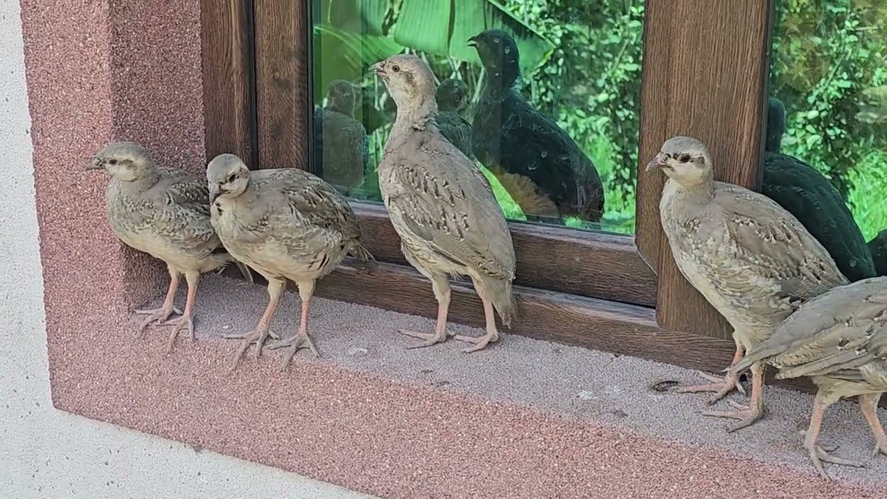 Чучахои Дулангибрид