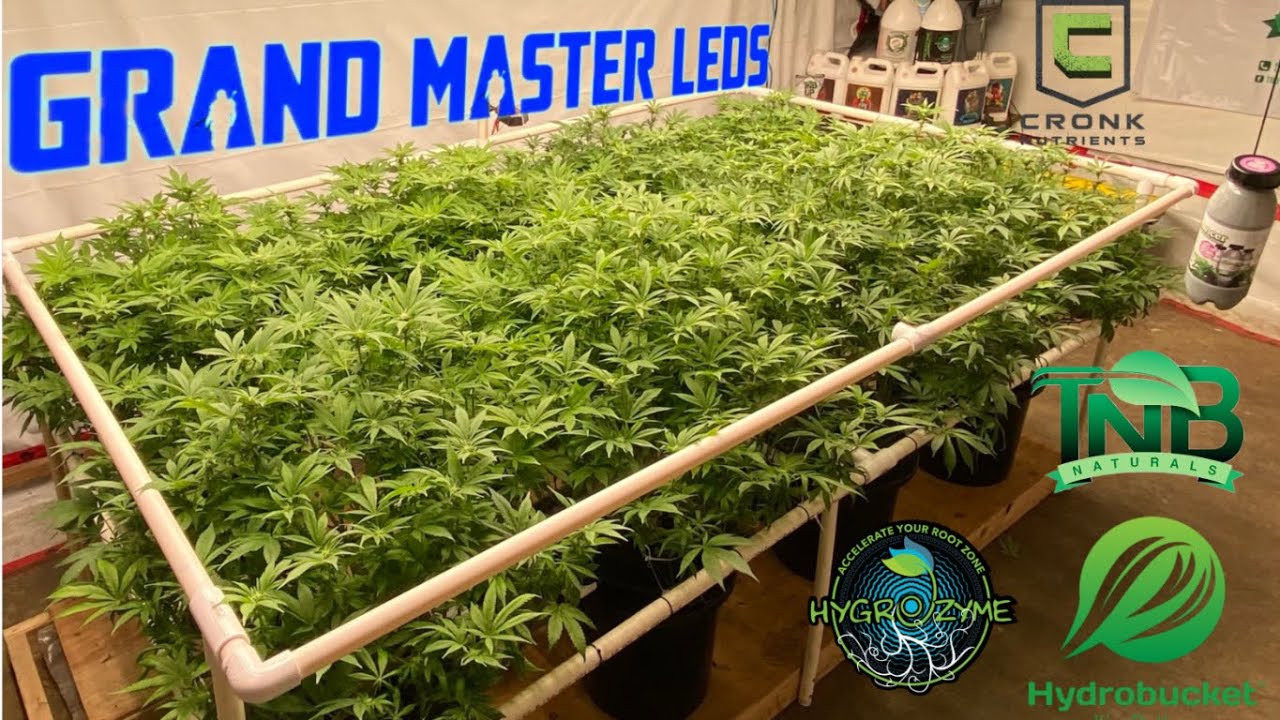 @grandmasterlevel  Master Bloom 6 Red Magdalene & Blue Cherry Pie week 3 flower