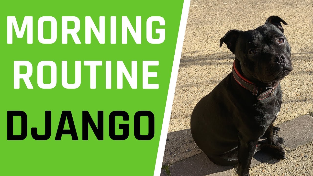 LA MORNING ROUTINE DE MON STAFFIE DJANGO