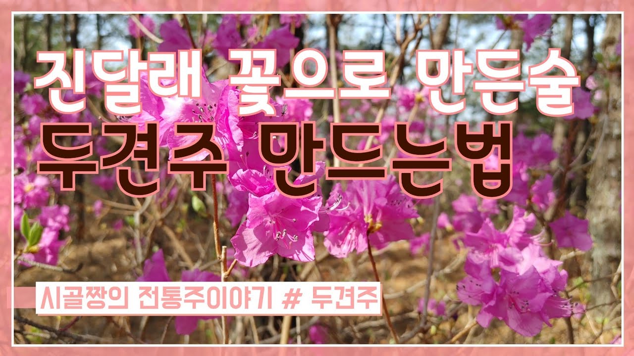 전통 두견주 만들기 # 진달래꽃 술 # 이양주 # 시골짱의 전통주 이야기 2