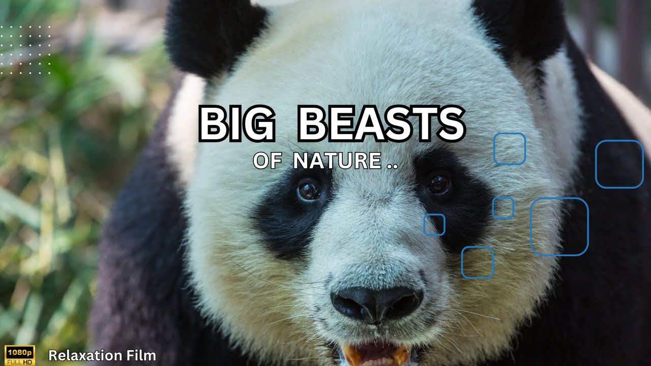 #Big Beasts of Nature #calm