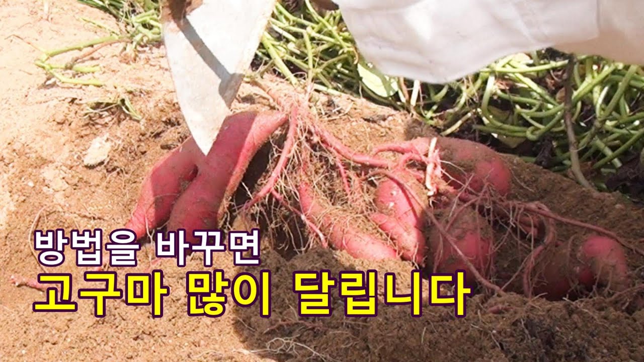 방법을 조금만 바꾸면 고구마가 많이 달립니다.
