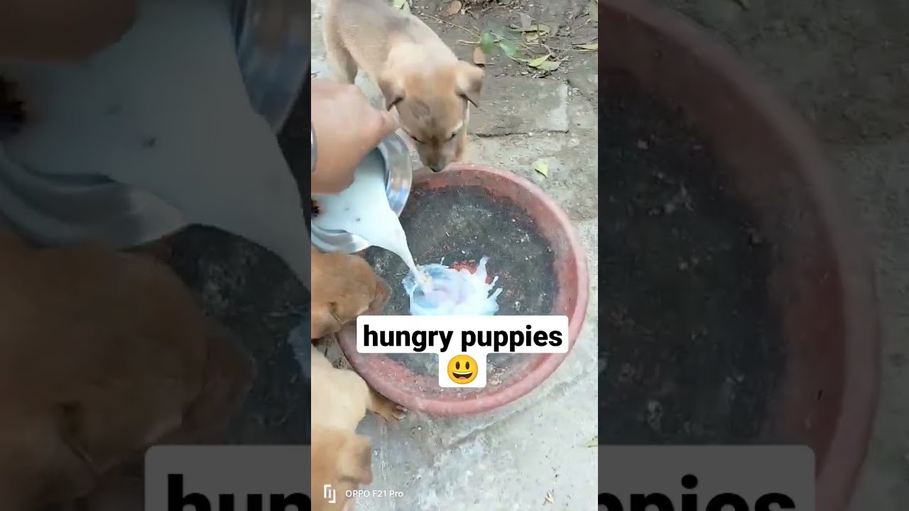 So much Hungry 😋😋 #hungrypuppy #puppiesinindia #puppiesday #ppy #petsfunvideos