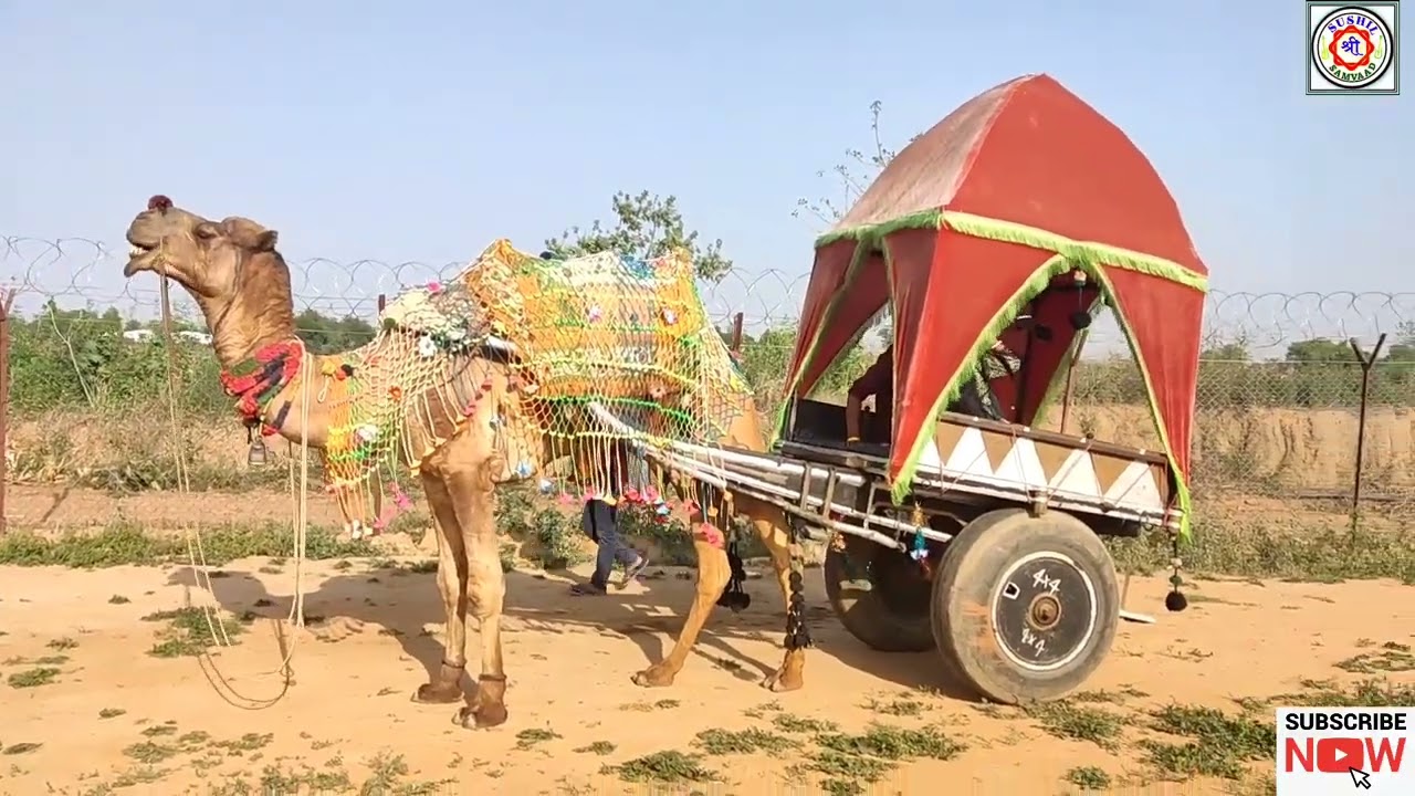 Rangmunch Gurugram ll Camel Riding ll Sushil Ray Entertainment