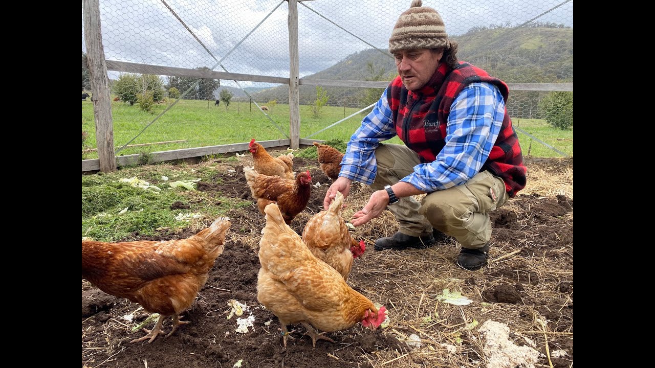 A Tour of Australia's Best Chicken Coop Design as voted by Fat Cow Farm Tatong