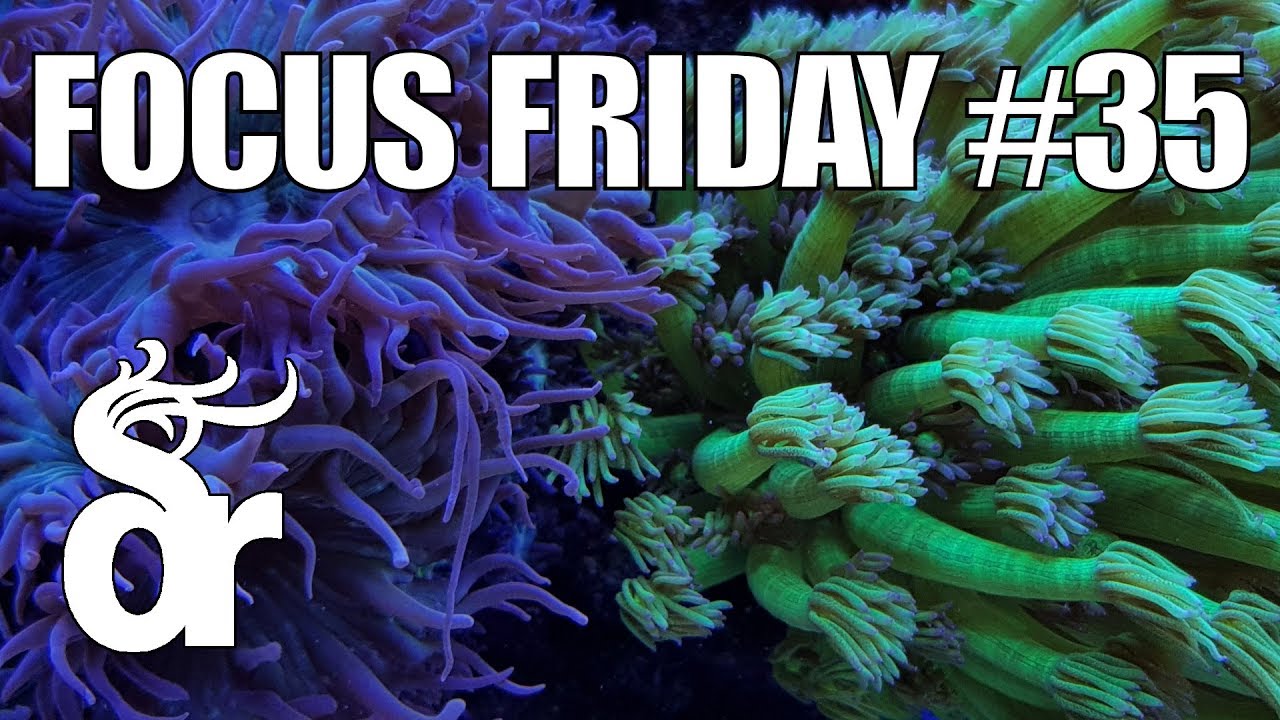 FF#35 | Dealing with Coral Warfare and Aggression