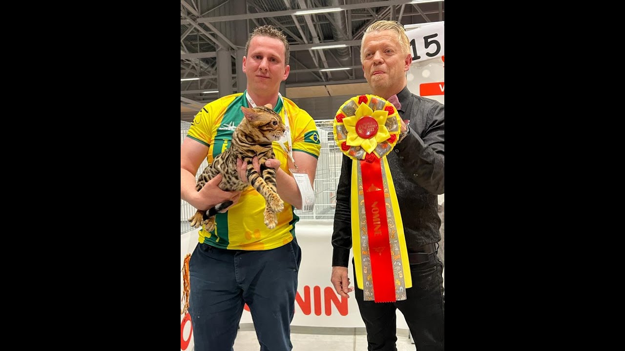 Nomina&ccedil;&atilde;o do World Cat Show FIFe 2023 - Bengal