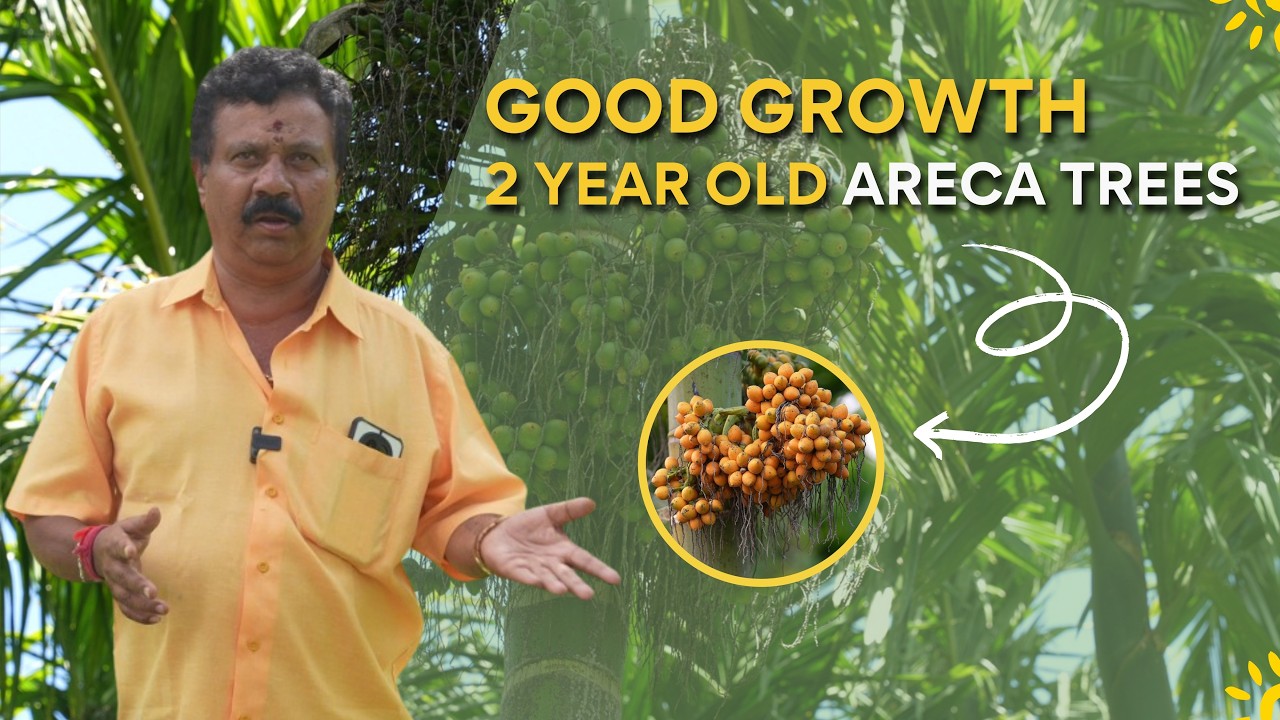 Kunnigal Farmer’s Arecanut Revolution | Surprising Growth in Just 2 Years! | More Earthworms