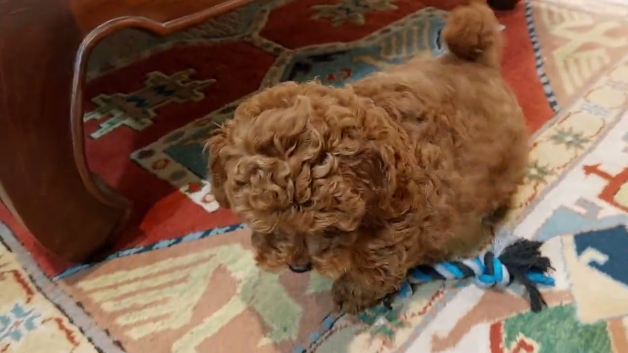 Two month old POODLE TOY playing around