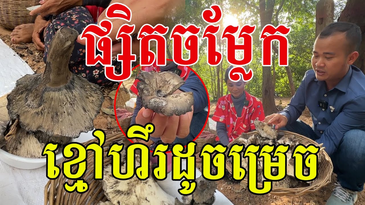 ផ្សិតខ្មៅដូចធ្យូង ហឹរដូចម្រេច មីងៗប្រាប់ពីលក្ខណៈសម្គាល់