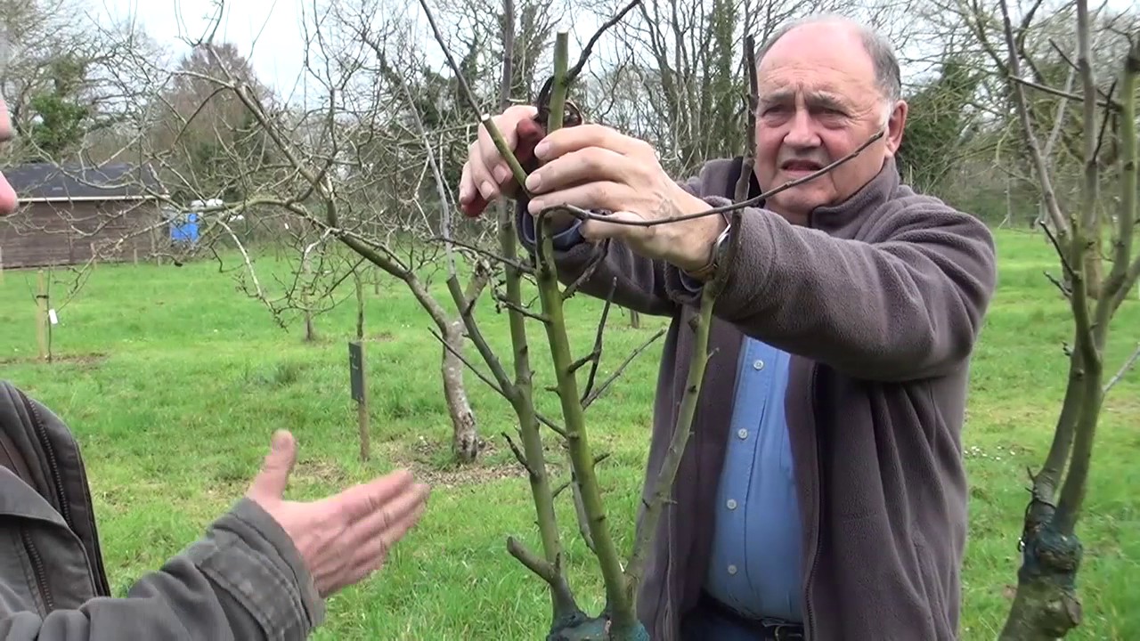 Taille de Formation du Pommier